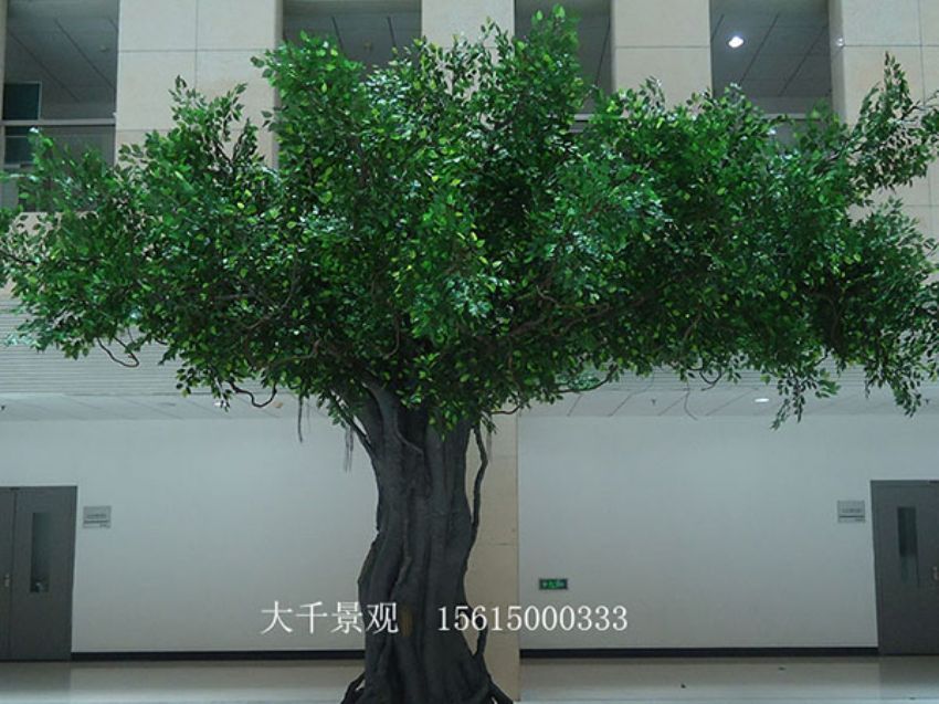 點擊查看詳細信息<br>標題：室內榕樹 閱讀次數：1483