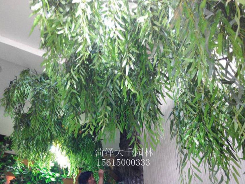 點(diǎn)擊查看詳細(xì)信息<br>標(biāo)題：假樹 閱讀次數(shù)：1396