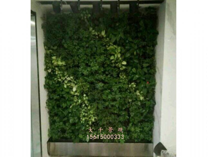 點擊查看詳細信息<br>標題：綠植墻 閱讀次數(shù)：2148