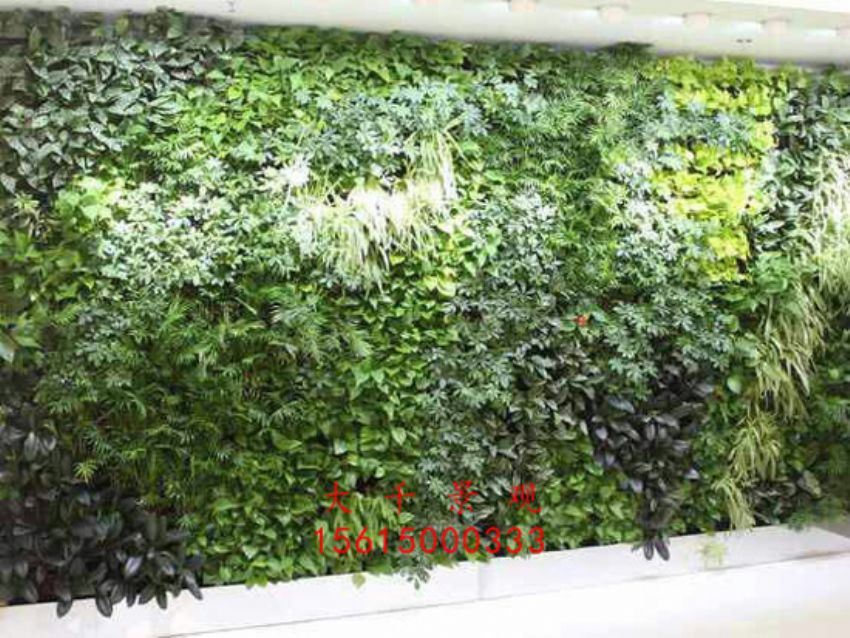 點擊查看詳細信息<br>標題：綠植墻 閱讀次數(shù)：2461